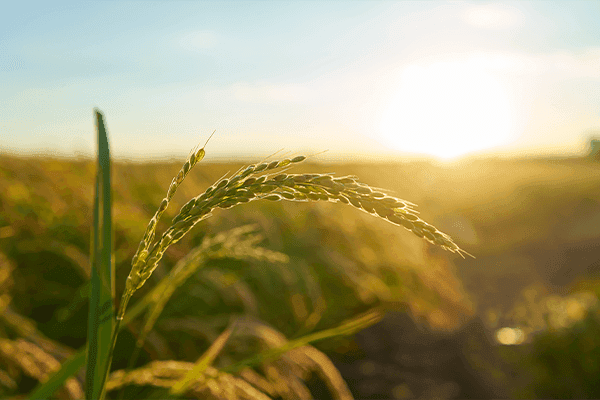 Agriculture & Allied Industries Investment Opportunities